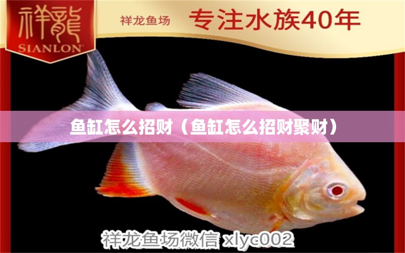 魚缸怎么招財（魚缸怎么招財聚財） 黃金夢幻雷龍魚