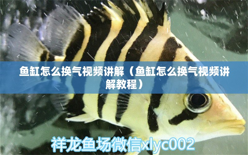 魚缸怎么換氣視頻講解（魚缸怎么換氣視頻講解教程）