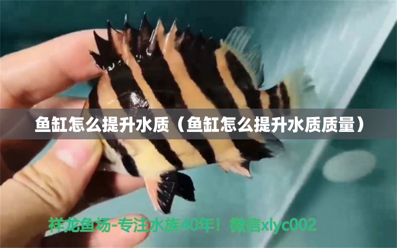 魚(yú)缸怎么提升水質(zhì)（魚(yú)缸怎么提升水質(zhì)質(zhì)量） 其他品牌魚(yú)缸