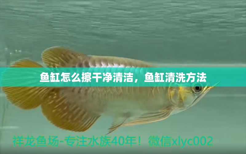 魚(yú)缸怎么擦干凈清潔，魚(yú)缸清洗方法 藍(lán)底過(guò)背金龍魚(yú)