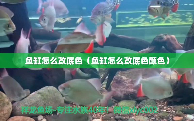 魚(yú)缸怎么改底色（魚(yú)缸怎么改底色顏色）