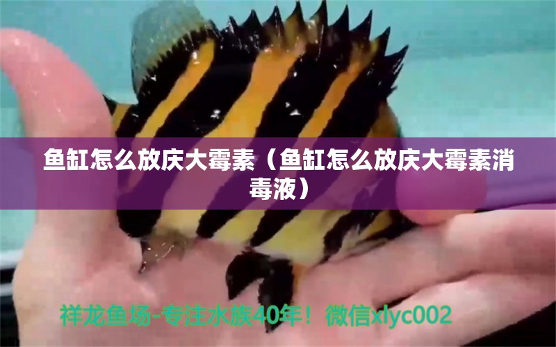 魚缸怎么放慶大霉素（魚缸怎么放慶大霉素消毒液）