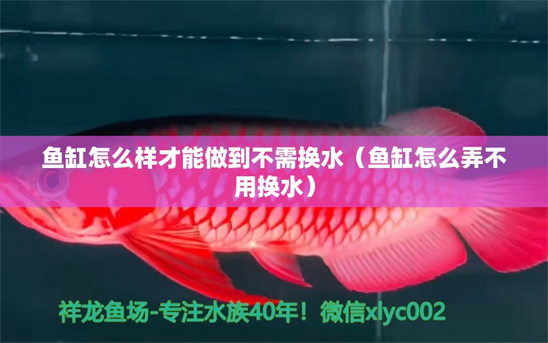 魚缸怎么樣才能做到不需換水（魚缸怎么弄不用換水） 廣州觀賞魚批發(fā)市場