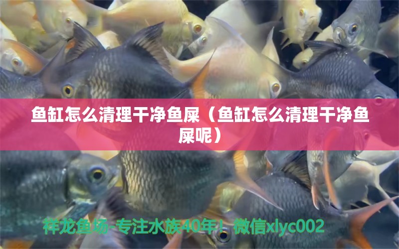 魚(yú)缸怎么清理干凈魚(yú)屎（魚(yú)缸怎么清理干凈魚(yú)屎呢）