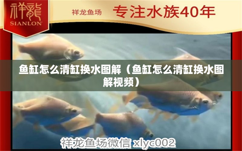 魚缸怎么清缸換水圖解（魚缸怎么清缸換水圖解視頻） 祥龍水族醫(yī)院