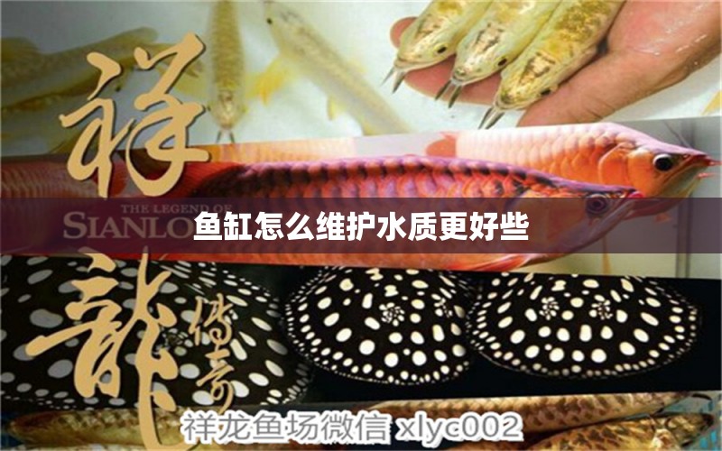 魚缸怎么維護(hù)水質(zhì)更好些 祥龍魚場