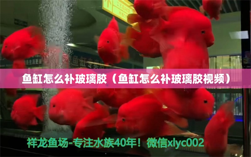 魚缸怎么補(bǔ)玻璃膠（魚缸怎么補(bǔ)玻璃膠視頻） 生態(tài)瓶/創(chuàng)意缸/桌面微景缸