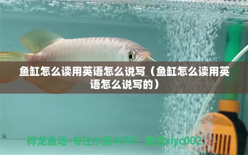 魚缸怎么讀用英語怎么說寫（魚缸怎么讀用英語怎么說寫的）