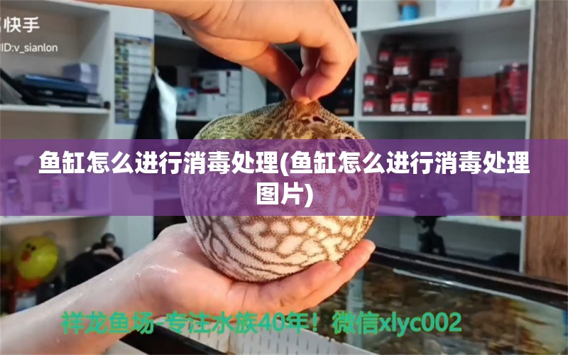 魚缸怎么進行消毒處理(魚缸怎么進行消毒處理圖片) 紅眼黃化幽靈火箭魚|皇家火箭魚