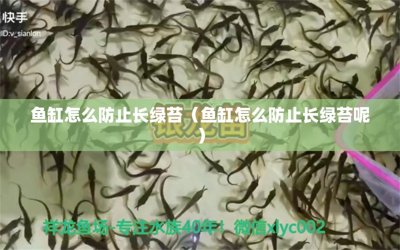 魚缸怎么防止長(zhǎng)綠苔（魚缸怎么防止長(zhǎng)綠苔呢）