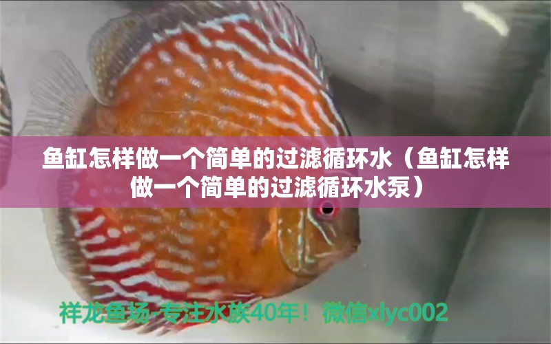 魚(yú)缸怎樣做一個(gè)簡(jiǎn)單的過(guò)濾循環(huán)水（魚(yú)缸怎樣做一個(gè)簡(jiǎn)單的過(guò)濾循環(huán)水泵）