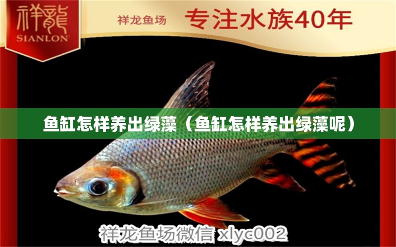 魚缸怎樣養(yǎng)出綠藻（魚缸怎樣養(yǎng)出綠藻呢） 肺魚