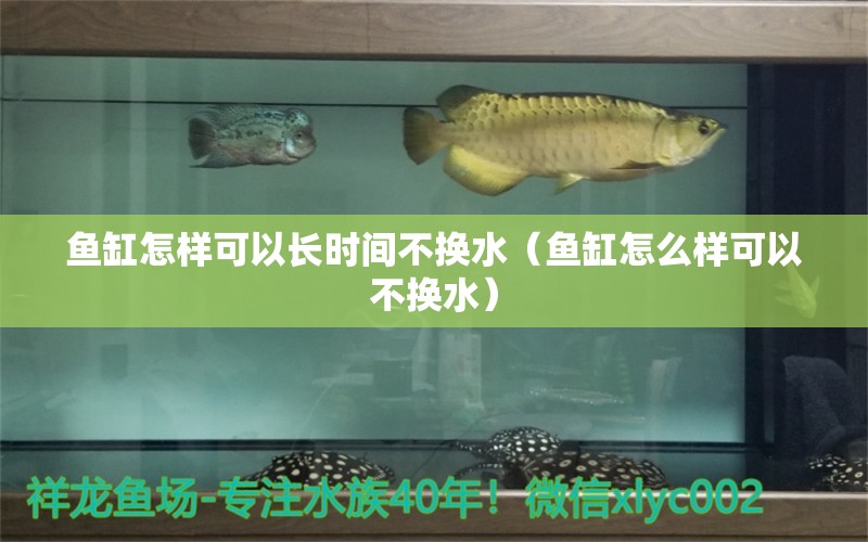 魚缸怎樣可以長時間不換水（魚缸怎么樣可以不換水） 過背金龍魚