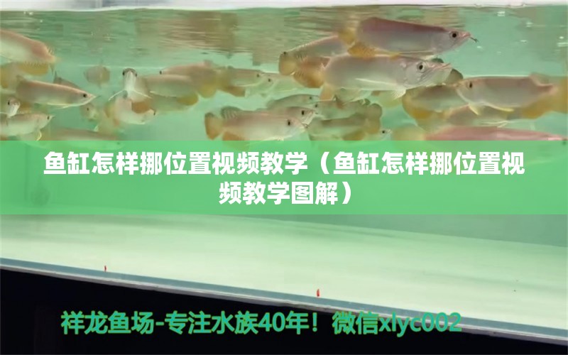 魚缸怎樣挪位置視頻教學（魚缸怎樣挪位置視頻教學圖解）