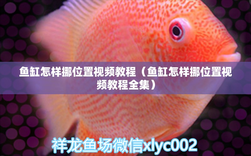 魚缸怎樣挪位置視頻教程（魚缸怎樣挪位置視頻教程全集）