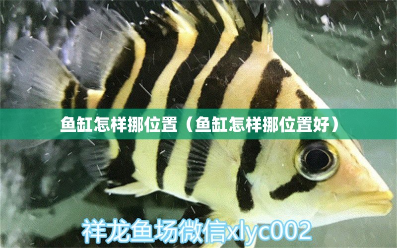 魚缸怎樣挪位置（魚缸怎樣挪位置好） 觀賞魚市場（混養(yǎng)魚）