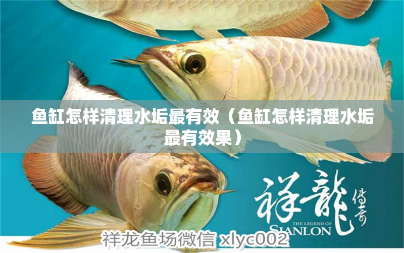 魚缸怎樣清理水垢最有效（魚缸怎樣清理水垢最有效果）