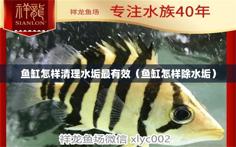 魚缸怎樣清理水垢最有效（魚缸怎樣除水垢） 觀賞魚批發(fā)