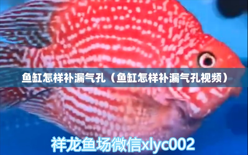 魚缸怎樣補漏氣孔（魚缸怎樣補漏氣孔視頻） 溫控設備