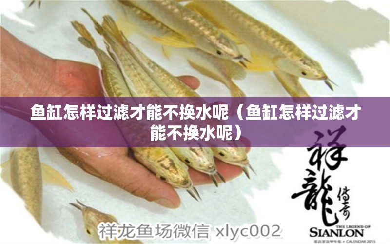 魚缸怎樣過濾才能不換水呢（魚缸怎樣過濾才能不換水呢） 綠皮皇冠豹魚