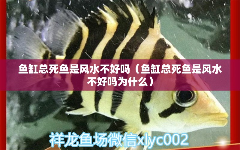 魚(yú)缸總死魚(yú)是風(fēng)水不好嗎（魚(yú)缸總死魚(yú)是風(fēng)水不好嗎為什么） 魚(yú)缸風(fēng)水