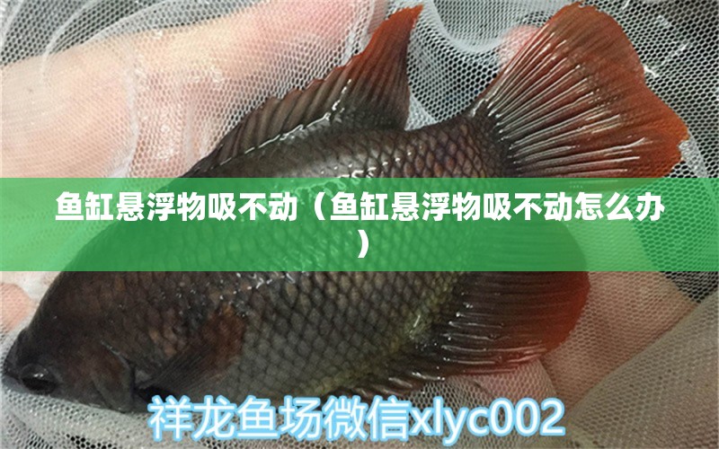 魚缸懸浮物吸不動(dòng)（魚缸懸浮物吸不動(dòng)怎么辦）