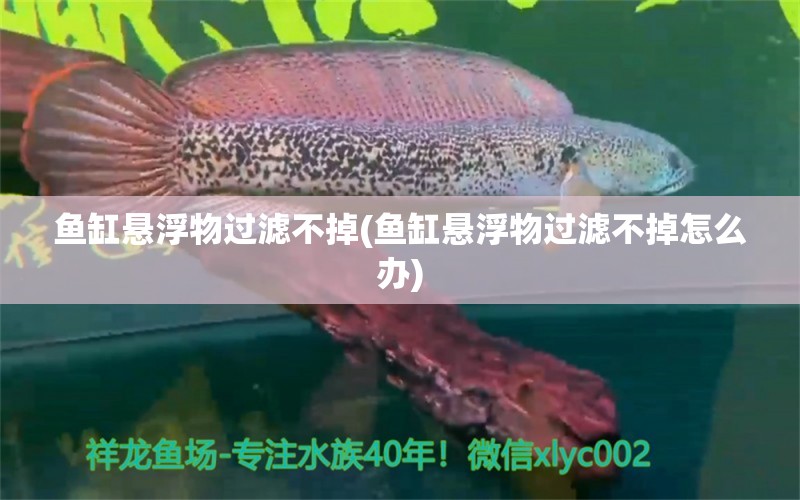 魚缸懸浮物過濾不掉(魚缸懸浮物過濾不掉怎么辦) 星點金龍魚