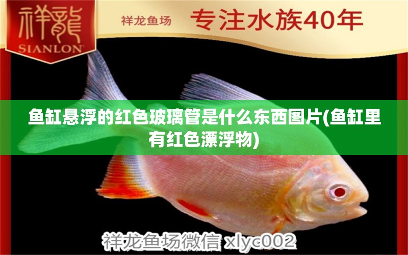 魚缸懸浮的紅色玻璃管是什么東西圖片(魚缸里有紅色漂浮物) 熊貓異形魚L46 第1張