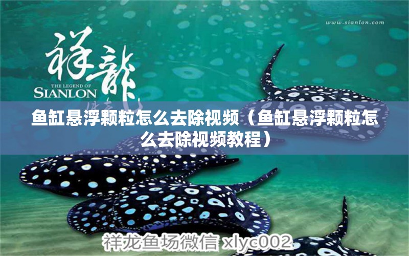 魚缸懸浮顆粒怎么去除視頻（魚缸懸浮顆粒怎么去除視頻教程） 祥龍水族醫(yī)院