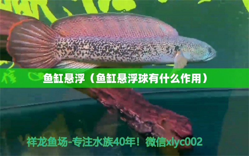 魚缸懸?。~缸懸浮球有什么作用） 祥龍水族醫(yī)院