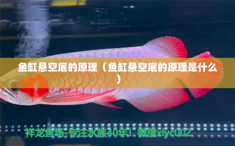 魚缸懸空底的原理（魚缸懸空底的原理是什么）