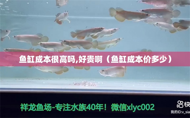 魚缸成本很高嗎,好貴啊（魚缸成本價多少）