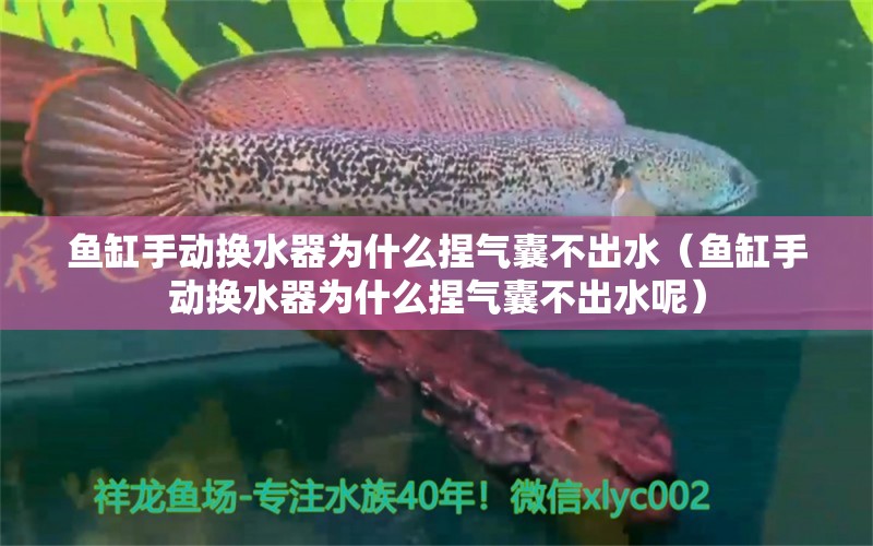 魚缸手動(dòng)換水器為什么捏氣囊不出水（魚缸手動(dòng)換水器為什么捏氣囊不出水呢） 黃金河虎魚