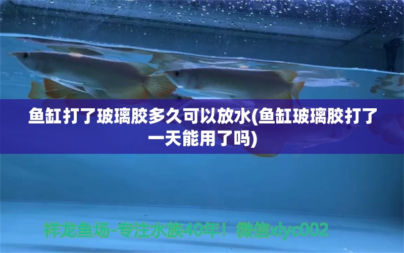 魚缸打了玻璃膠多久可以放水(魚缸玻璃膠打了一天能用了嗎) 黃金斑馬魚 第1張