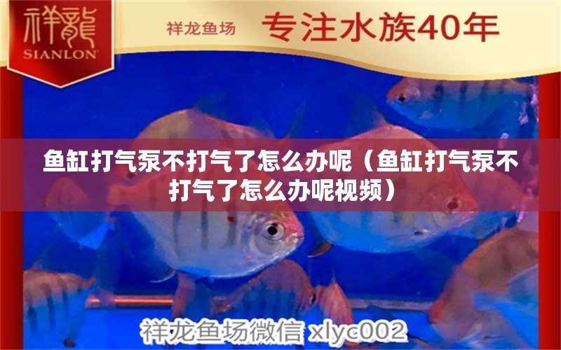 魚缸打氣泵不打氣了怎么辦呢（魚缸打氣泵不打氣了怎么辦呢視頻）