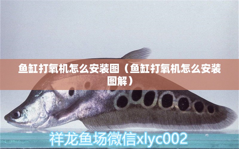 魚缸打氧機怎么安裝圖（魚缸打氧機怎么安裝圖解） 祥龍水族醫(yī)院