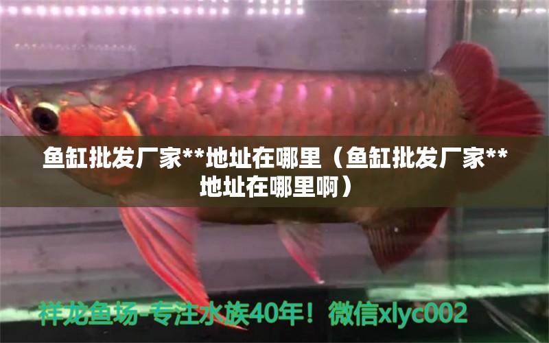 魚缸批發(fā)廠家**地址在哪里（魚缸批發(fā)廠家**地址在哪里?。?申古銀版魚