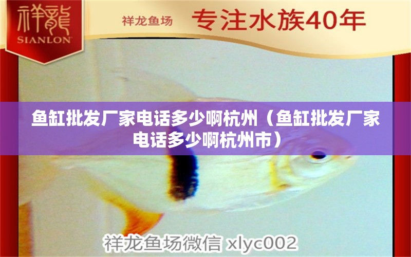 魚缸批發(fā)廠家電話多少啊杭州（魚缸批發(fā)廠家電話多少啊杭州市） 埃及神仙魚