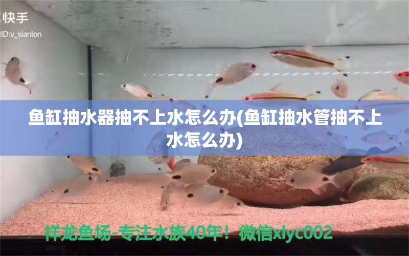 魚缸抽水器抽不上水怎么辦(魚缸抽水管抽不上水怎么辦) 泰國虎魚（泰虎） 第1張