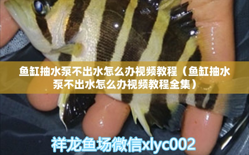 魚缸抽水泵不出水怎么辦視頻教程（魚缸抽水泵不出水怎么辦視頻教程全集）