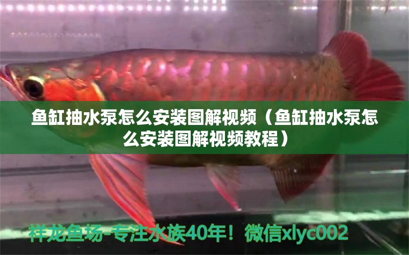 魚(yú)缸抽水泵怎么安裝圖解視頻（魚(yú)缸抽水泵怎么安裝圖解視頻教程） 慈雕魚(yú)