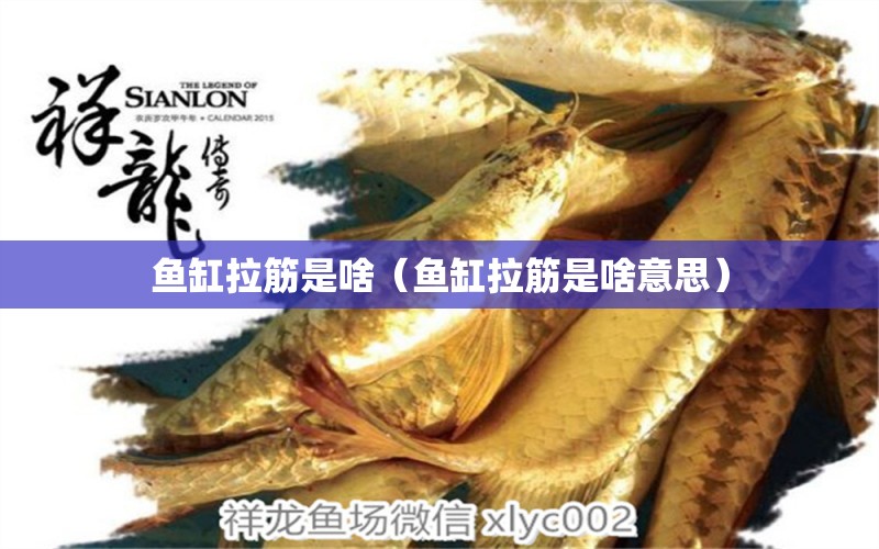 魚缸拉筋是啥（魚缸拉筋是啥意思）