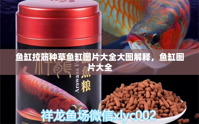 魚(yú)缸拉筋種草魚(yú)缸圖片大全大圖解釋，魚(yú)缸圖片大全 進(jìn)口元寶鳳凰魚(yú)