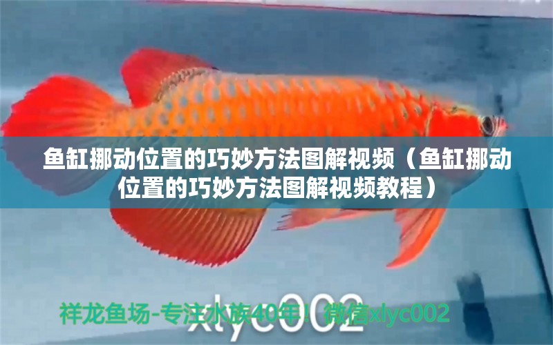 魚缸挪動(dòng)位置的巧妙方法圖解視頻（魚缸挪動(dòng)位置的巧妙方法圖解視頻教程）