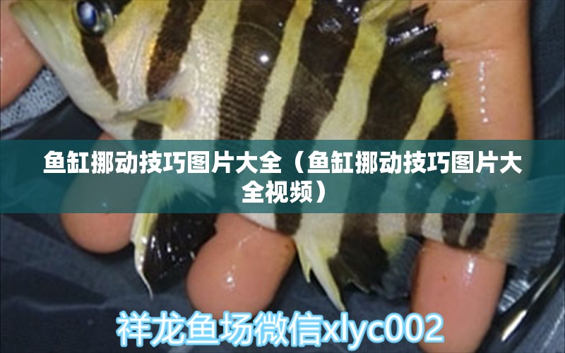 魚缸挪動(dòng)技巧圖片大全（魚缸挪動(dòng)技巧圖片大全視頻）