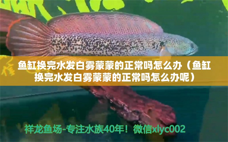 魚缸換完水發(fā)白霧蒙蒙的正常嗎怎么辦（魚缸換完水發(fā)白霧蒙蒙的正常嗎怎么辦呢）