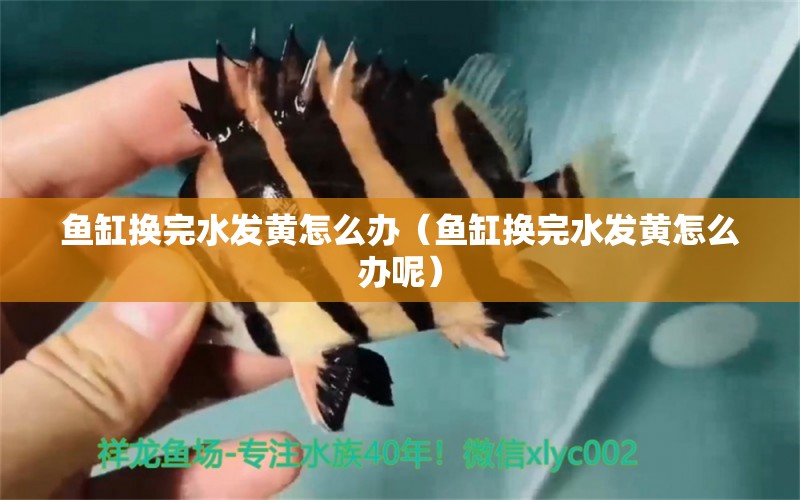 魚缸換完水發(fā)黃怎么辦（魚缸換完水發(fā)黃怎么辦呢）