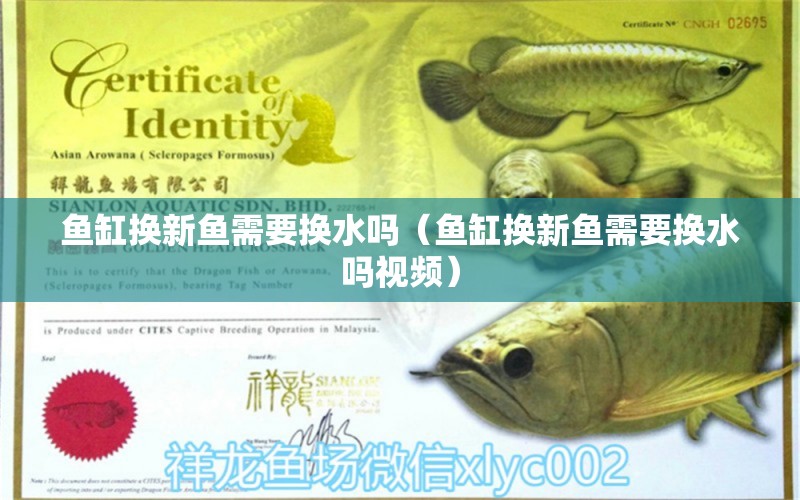 魚缸換新魚需要換水嗎（魚缸換新魚需要換水嗎視頻） 其它水族用具設(shè)備