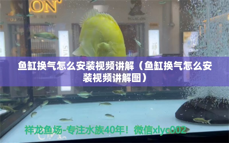 魚缸換氣怎么安裝視頻講解（魚缸換氣怎么安裝視頻講解圖） 短身紅龍魚