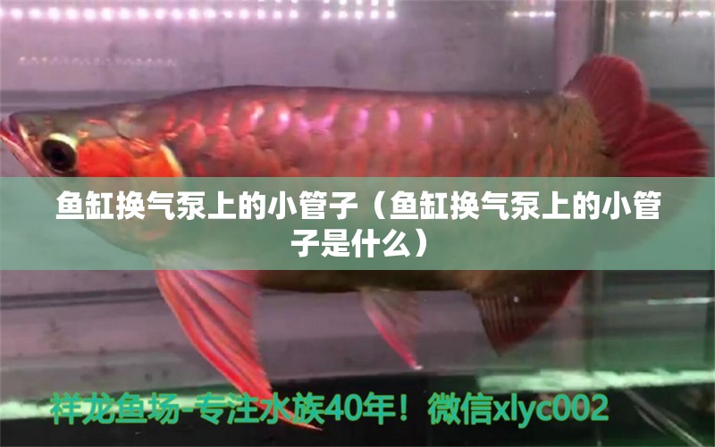 魚缸換氣泵上的小管子（魚缸換氣泵上的小管子是什么） 觀賞魚市場（混養(yǎng)魚）